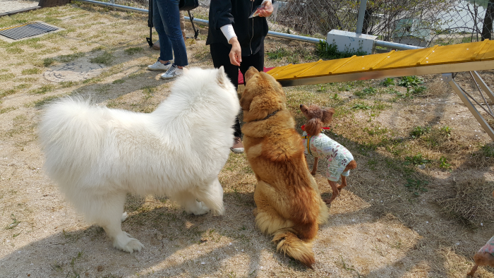 오수휴게소 펫펨레스토랑